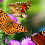 随时帮您忙的防封号外呼软件